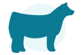 Cattle